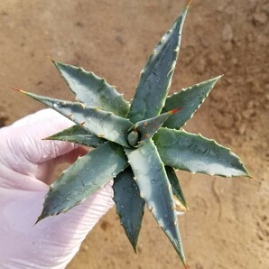 特選抜 Agave utahensis var. eborispina アガベ ユタエンシス エボリスピナ 検索 チタノタ アメリカーナパリー トランカータの画像5