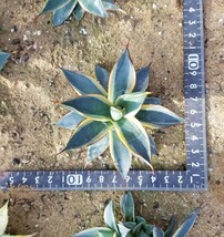 稀少【特選美株】 アガベ バーントバーガンディ錦 Agave Burnt Burgundy Variegata 斑入り 検索 アメリカーナ トランカータ パリー _画像4