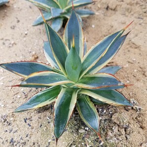 稀少【特選美株】 アガベ バーントバーガンディ錦 Agave Burnt Burgundy Variegata 斑入り 検索 アメリカーナ トランカータ パリー の画像7