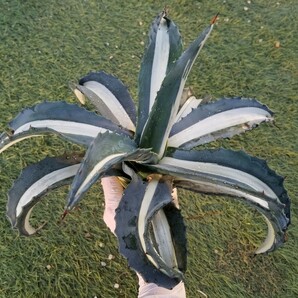 送料無料【特選大株 子株ランナー５個付き】 アガベ アメリカーナ 華厳 白中斑 agave メディオピクタ アルバ 斑入り 検索 チタノタ パリーの画像2