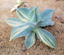 美株 アガベ 楊貴妃 斑入り Agave isthmensis Youkihi 検索 アメリカーナ トランカータ パリー _画像1