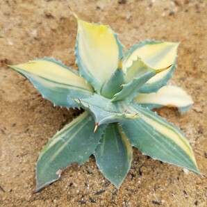 美株 アガベ 楊貴妃 斑入り Agave isthmensis Youkihi 検索 アメリカーナ トランカータ パリー の画像7