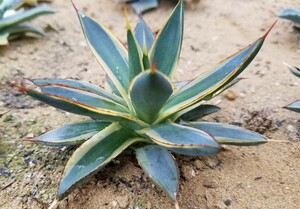 稀少【特選美株】 アガベ バーントバーガンディ錦 Agave Burnt Burgundy Variegata 斑入り 検索 アメリカーナ トランカータ パリー 