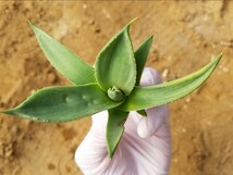 採れたて!【良血株 】 Agave parryi var. truncata Lime Streak アガベ パリー トランカータ ライムストリーク 検索 チタノタ アメリカーナ_画像4