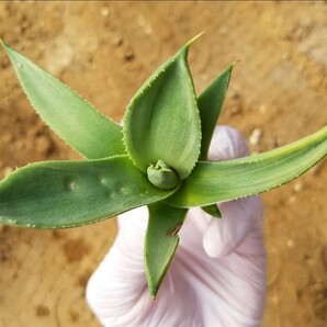 採れたて!【良血株 】 Agave parryi var. truncata Lime Streak アガベ パリー トランカータ ライムストリーク 検索 チタノタ アメリカーナの画像4