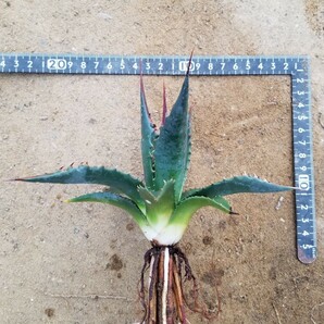 特殊選抜 Agave utahensis var. eborispina アガベ ユタエンシス エボリスピナ 検索 チタノタ アメリカーナパリー トランカータの画像5