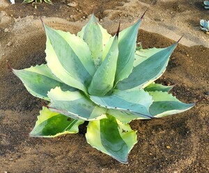 採れたて！胴切り子株 アガベ オバティフォリア バリエガータ オルカ Agave ovatifolia variegated ORCA 検索 チタノタ 華厳 パリー