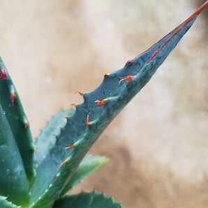 特殊選抜 Agave utahensis var. eborispina アガベ ユタエンシス エボリスピナ 検索 チタノタ アメリカーナパリー トランカータの画像4