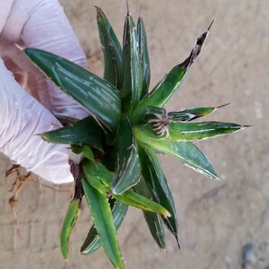 子株付き！アガベ 姫笹の雪 Agave victoriae reginae ビクトリアレジーナ 検索 チタノタ 華厳 パリーの画像4