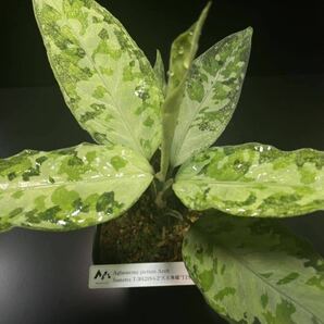 TZ便ネームド株 Aglaonema picutum Aceh Sumatra T-301219-b-2 『天衣無縫』増殖株 アグラオネマの画像4