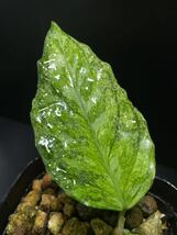 TZ便ネームド株　Aglaonema picutum Aceh Sumatra T-301219-b-2 『天衣無縫』増殖株　アグラオネマ_画像3