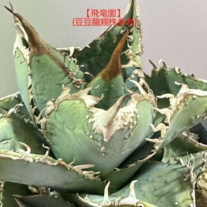 【飛竜園】F-805 多肉植物 アガベ チタノタ 豆豆龍 ブツブツ系 studs 極上強棘 裏棘 表棘 特選 希少子株 