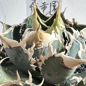 【飛竜園】F-816 多肉植物 アガベ agave チタノタ 白豪棘 優良血統 品種保証 特選 極上子株 