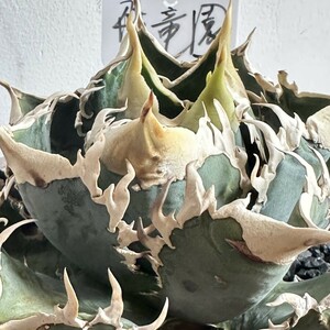 【飛竜園】F-824 多肉植物 アガベ agave チタノタ 白豪棘 優良血統 品種保証 特選 極上子株 