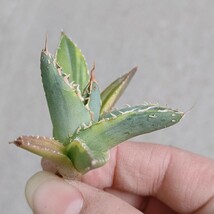 【飛竜園】F-975 特選 アガベ チタノタ 帝君錦 覆輪斑 agave emperor 強棘 狂刺 背棘 極上株 激レア 発根済_画像4