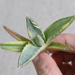 【飛竜園】F-975 特選 アガベ チタノタ 帝君錦 覆輪斑 agave emperor 強棘 狂刺 背棘 極上株 激レア 発根済