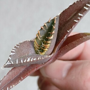 【飛竜園】F-256 多肉植物 アガベ チタノタ 金剛 強棘 密集葉刺 特選 極上子株 の画像2