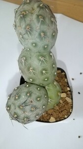 Tephrocactus geometricus　　　テフロ カクタス 　ゲオ メトリクス　　サボテン　　　多肉植物　観葉植物