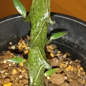 セロペギア ギキー  Ceropegia gikyi   多肉植物 観葉植物 変わった植物 異形 変わりもの 面白い おもしろいの画像1