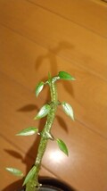 セロペギア ギキー　　Ceropegia gikyi　　　多肉植物　観葉植物　変わった植物　異形　変わりもの　面白い　おもしろい_画像2