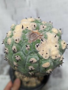 短刺黒王丸 分頭 幅約10cm 接ぎ木 コピアポア copiapoa 黒王丸 シネレア コルムナアルバ デアルバータ カリザレンシス アンディナ サボテン