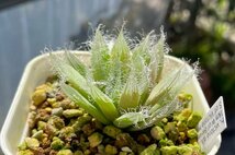 ハオルチア　Haworthia victoria n.n. DMC04353_画像1