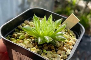 ハオルチア　Haworthia ciliata