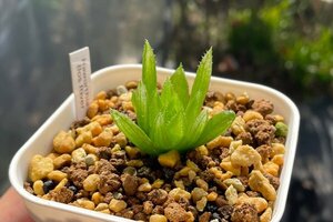 ハオルチア Haworthia crystallina Bos River