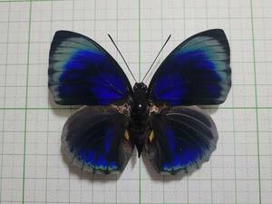 蝶標本。アグリアスベアティフィカ。ペルー産