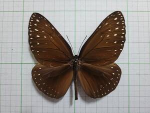 蝶標本。カマラルゼマンルリマダラ。北スマトラ産