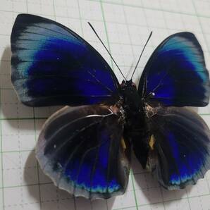 蝶標本。アグリアスベアティフィカ。ペルー産の画像2