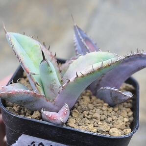 アガベ チタノタブルー 2株セット 多肉植物 Agave titanota チタノタ 実生苗 矮性 レッドキャットの画像1