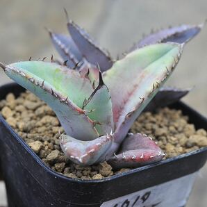 アガベ チタノタブルー 2株セット 多肉植物 Agave titanota チタノタ 実生苗 矮性 レッドキャットの画像6