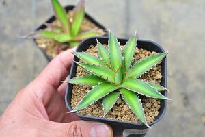 アガベ ガルシアメンドーサ　2株　多肉植物 ホリダ Agave チタノタ モンタナ マンガベ 錦