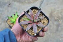 アガベ ガルシアメンドーサ　2株セット　実生　多肉植物 チタノタ Agave 笹の雪 ホリダ　錦_画像5