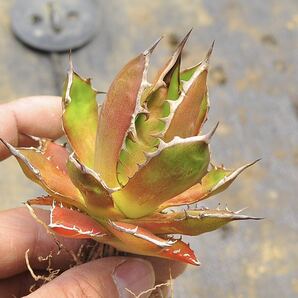 アガベ ホリダホリダ 多肉植物 チタノタ Agave モ特選 titanota の画像6