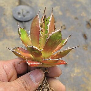 アガベ ホリダホリダ 多肉植物 チタノタ Agave モ特選 titanota の画像4