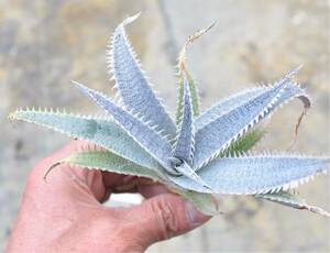 ディッキア HU-5'x'Bill Baker'× ml Large form カキコ① 多肉植物 アロエ アガベ サボテン ハオルチア Aloe Dyckia 