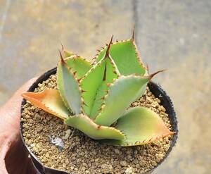 アガベ グアダラハラナ　赤鋸歯　多肉植物 Agave Titanota 白鯨 モンタナ パラサナ