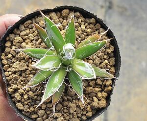 アガベ フィリフェラ　乱れ雪　多肉植物 笹の雪 王妃　矮性笹吹雪 Agave titanota オテロイ 