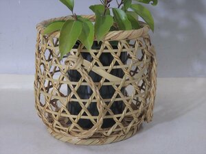 * white bamboo [ back carrier . paper boxed ] trunk diameter 18cm height 16.5cm go in .: calibre 7.7× depth 11.7cm tea utensils . road .... bamboo flower go in 