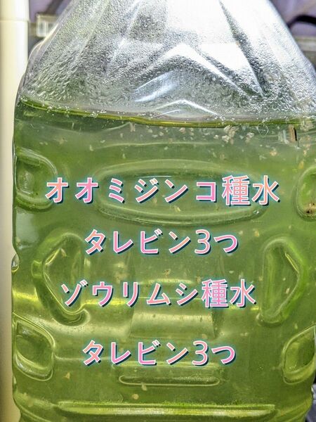 オオミジンコ種水(タレビン3つ)+ゾウリムシ種水(タレビン3つ)☆お得なスターターセット☆