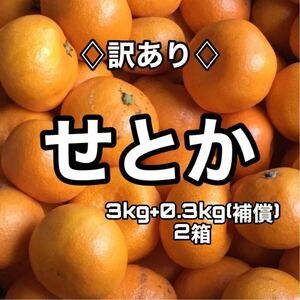 訳ありせとか　3kg+0.3kg(補償)×2箱