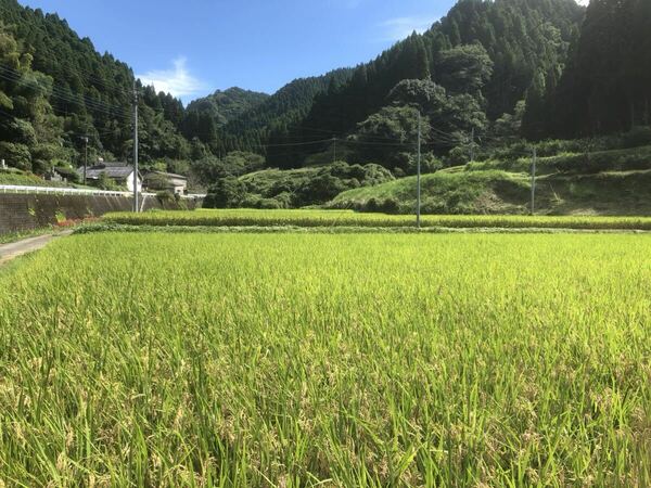 令和5年産熊本ヒノヒカリ10kg 白米