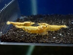 【 HY Shrimp 】ゴールドギャラクシー トリオ 雄1匹 雌２匹 