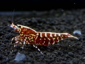 【 HY Shrimp 】レッドギャラクシーフィッシュボーン 雌３匹 ライトグレード
