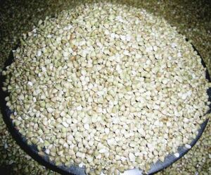 2023 fiscal year new soba Shinshu production buckwheat's seed ( soba. peeling ..)... out did condition 100g~(0)