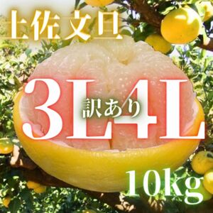 159高知特産 お買い得 土佐文旦 文旦 露地栽培 3L4L約10kg