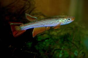 Aphyosemion punctatus RC22/9 1pair