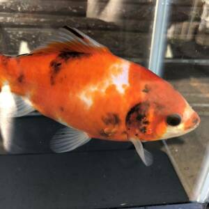 三色系和金　約15〜16cm　井ノ口養魚場産